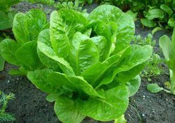 Подвиги астраханских аграриев