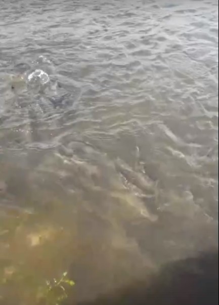 Столько воблы вы еще не видели. Астраханка засняла нерест рыбы