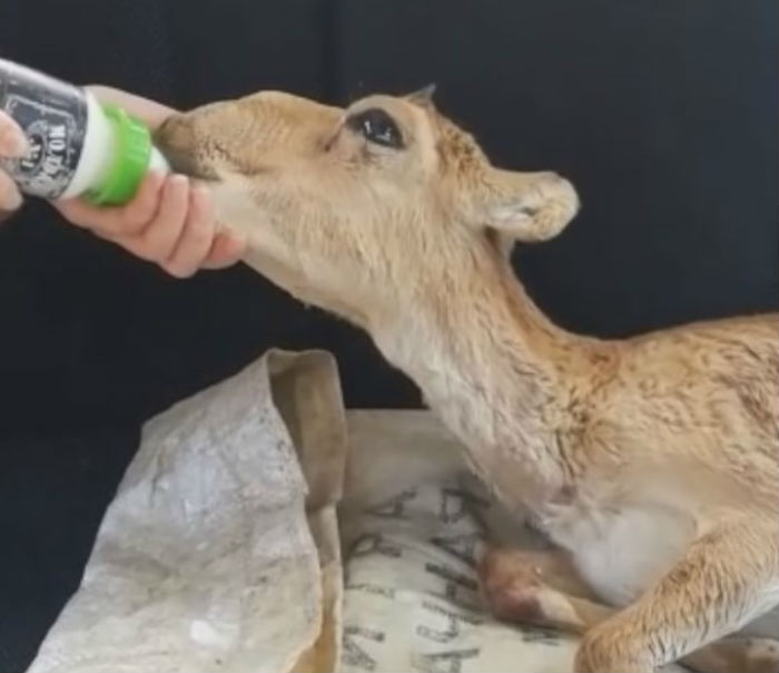 Очень трогательное видео: в Астраханской области спасли сайгачонка