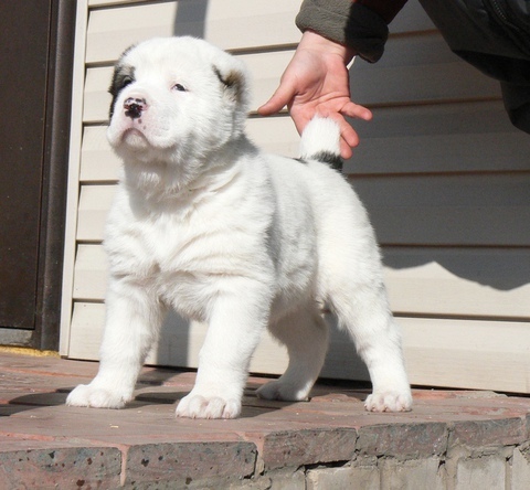 Несмотря на возмущения общественников, в Астраханской области проводят жестокие собачьи бои. Видео