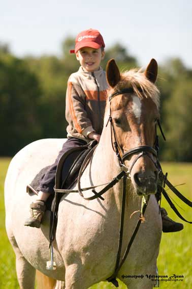 В Астрахани владельцы лошадей, катающих горожан, не имеют необходимых ветеринарных документов