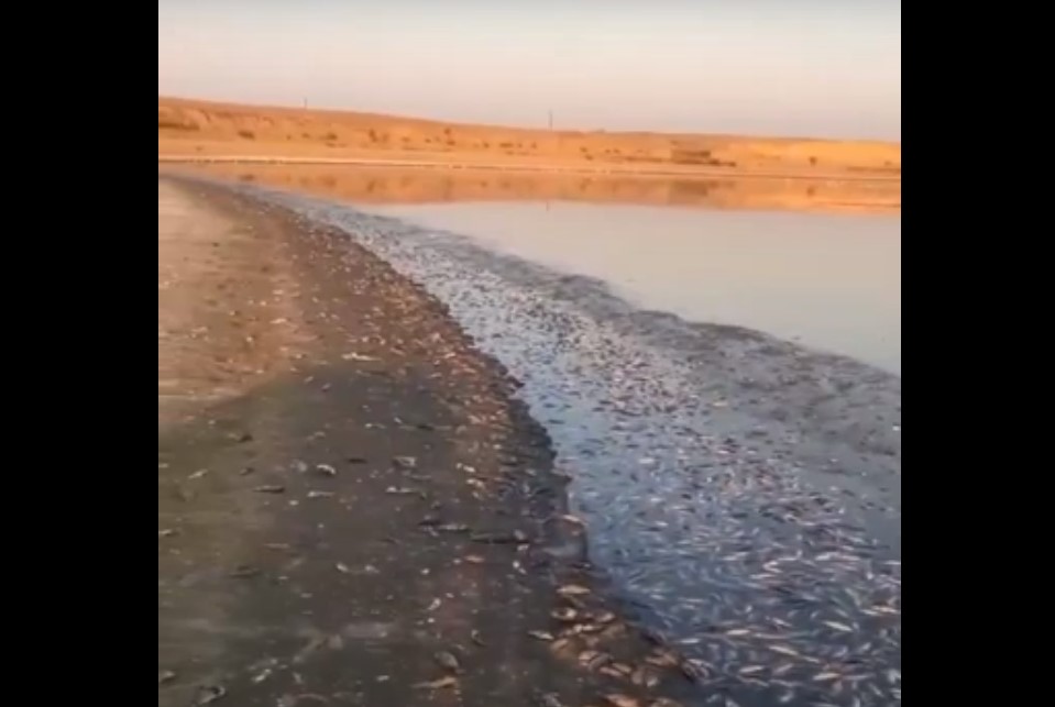 Кадры экологического бедствия: берег водохранилища в Калмыкии завалило мертвой рыбой