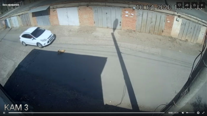 В Астрахани водитель хладнокровно переехал лежавшую на дороге собаку