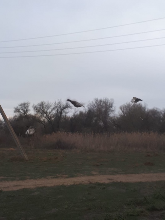 В Астрахани на волю отпущены 200 фазанов