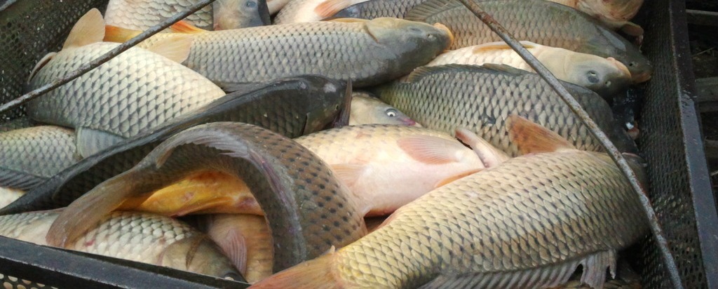 В продаже на Больших Исадах обнаружили некачественную рыбу