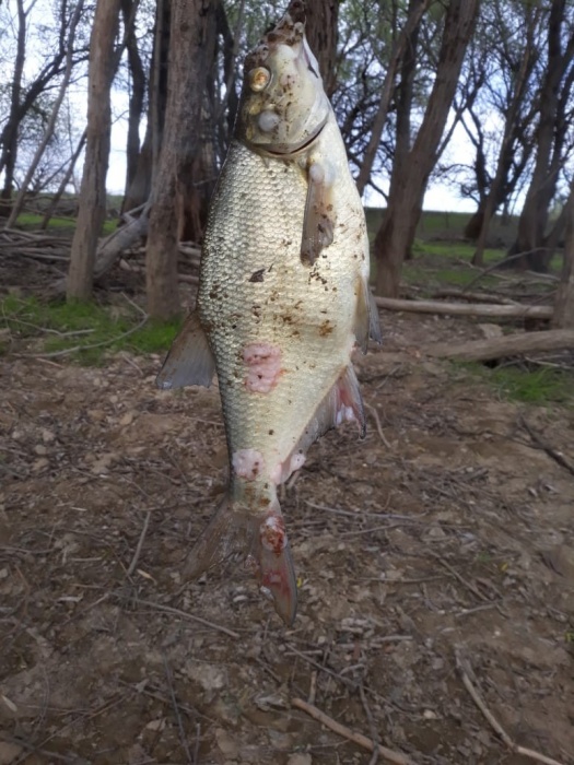 Астраханка поймала страшную рыбу и не может понять, что с ней