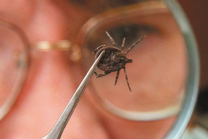 В Астраханской области открывается сезон клещей