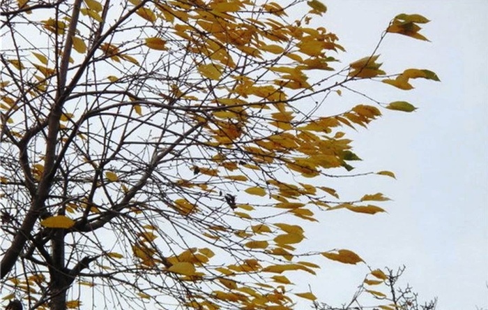 МЧС предупреждает: в Астраханской области возможна очень ветреная пятидневка с порывами, близкими к штормовым
