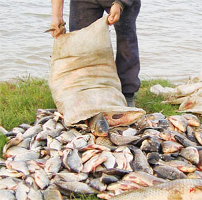 Астраханские полицейские за 20 дней изъяли 9 тонн рыбы у браконьеров