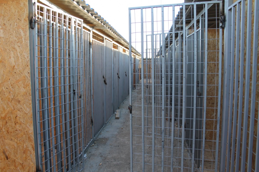 Что сегодня происходит на месте будущего приюта для животных