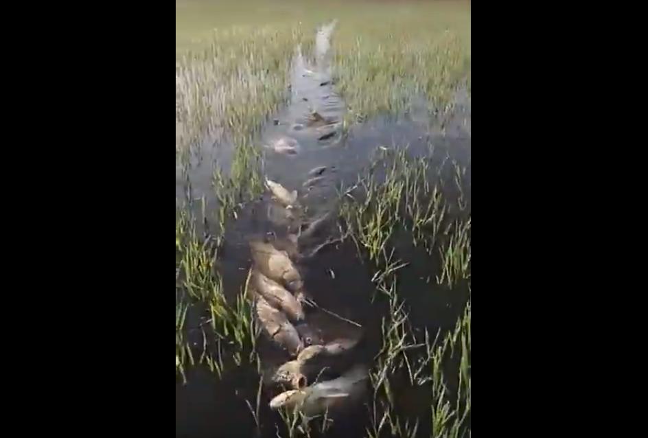 Астраханец поймал столько рыбы, что не знает, как ее унести