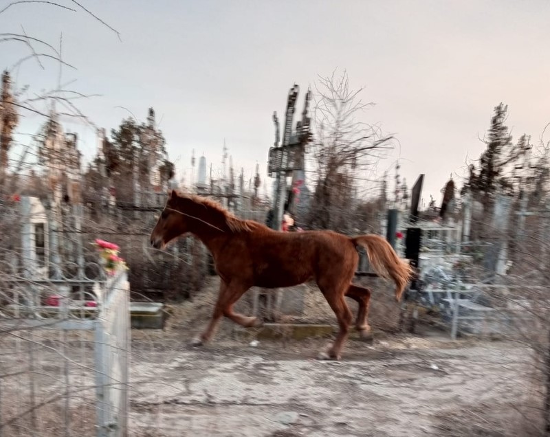 В Астрахани на кладбище поселилась лошадь