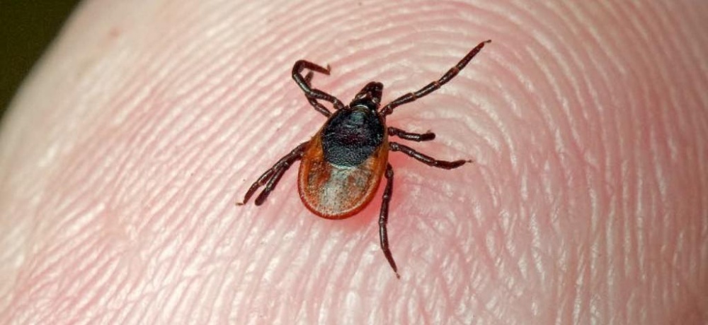 Более двух тысяч астраханцев стали жертвами клещей