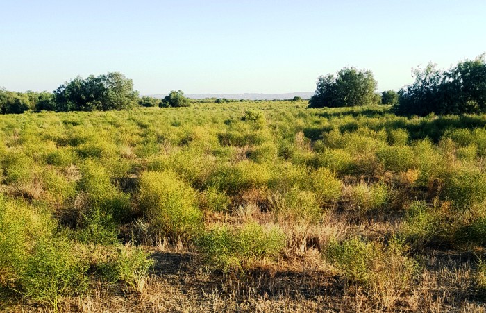 Астраханская прокуратура вернула в муниципальную собственность 500 гектаров неосвоенной земли