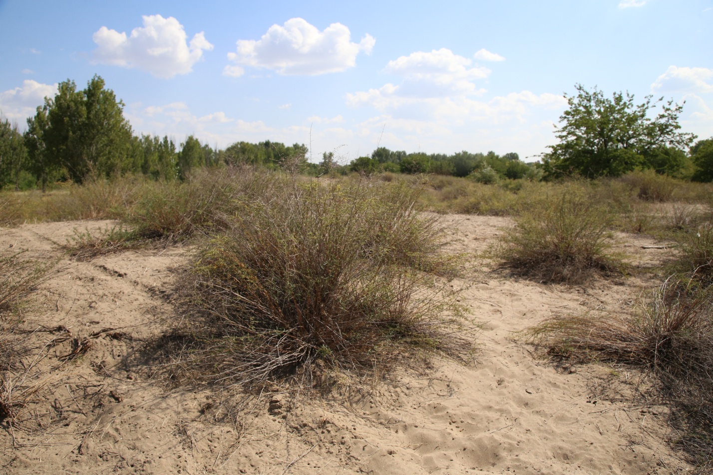 Записки астраханского натуралиста. 18 видов полыни