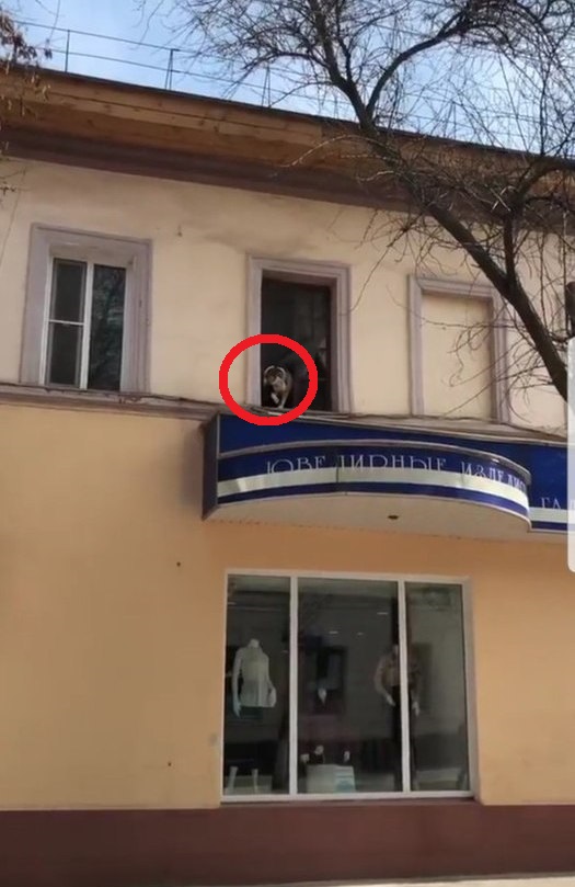 В Астрахани живет пес, который думает, что он котик