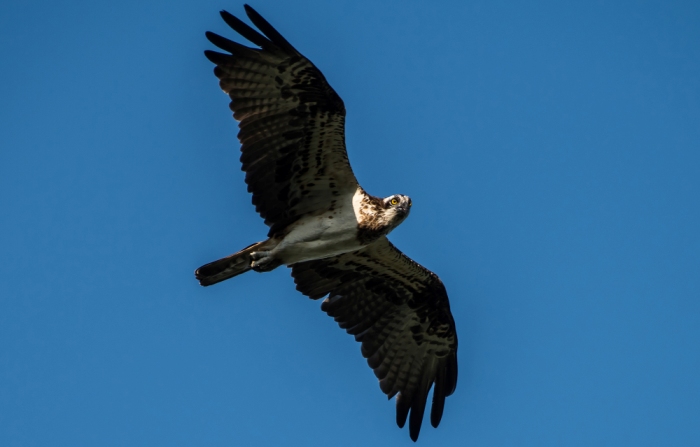 Записки астраханского натуралиста. Лучшие моменты 2022 года