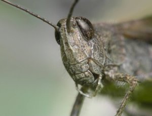 В Астраханской области на борьбу с саранчой потратят более 8 миллионов рублей