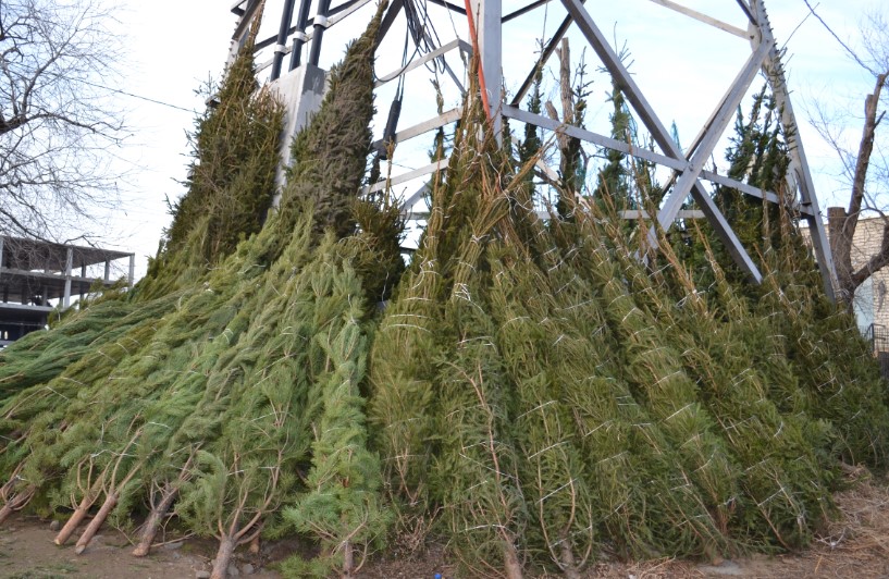 В Астрахани заработает в два раза больше елочных базаров