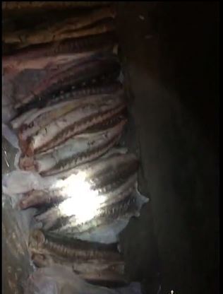 800 кг браконьерской красной рыбы изъяли в Астраханской области