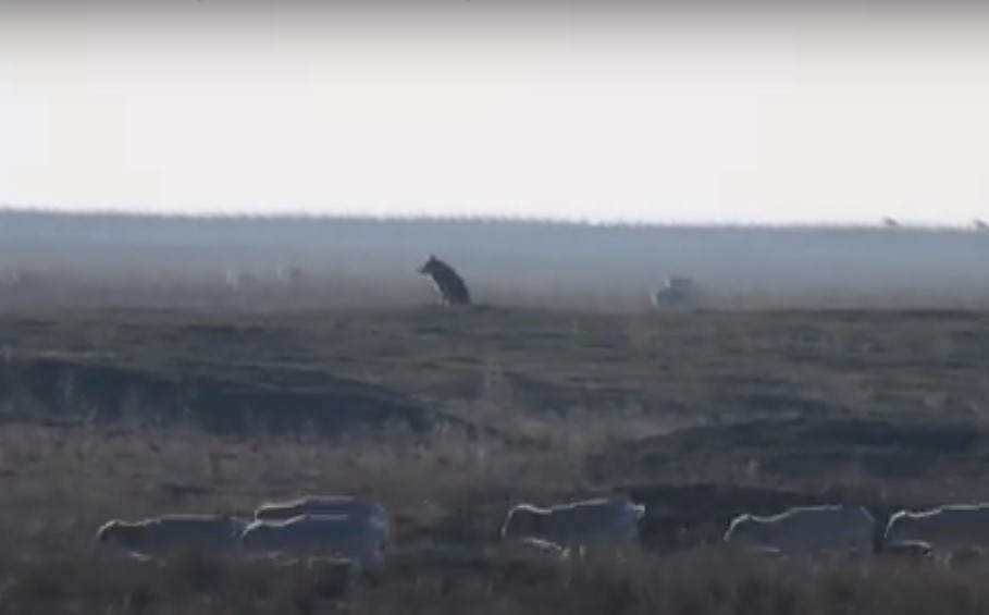Рай на земле? Одинокий волк, равнодушный к пасущейся рядом добыче, попал в объектив заповедника