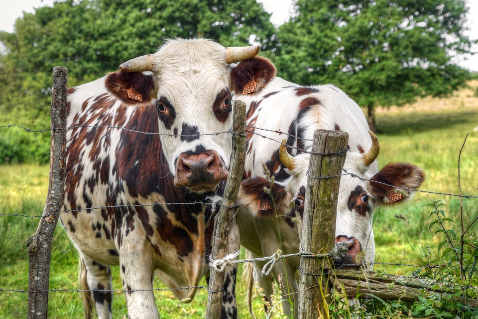 Кому выгодна ликвидация крестьянско-фермерских хозяйств?