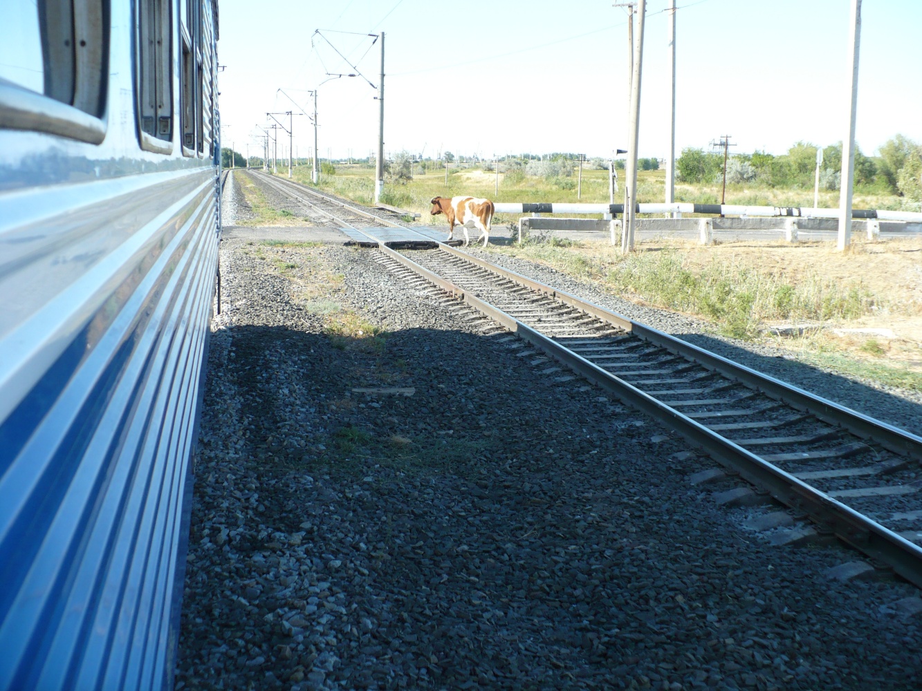 Астраханские железнодорожники обеспокоены учащением выхода домашних животных на пути