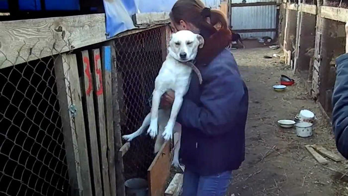 Астраханский приют "Верный друг" наказан за ненадлежащее обращение с животными