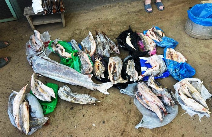 На обнаружение у него икры и туш осетровых рыб астраханец заявил, что всё это сам нашел на берегу реки