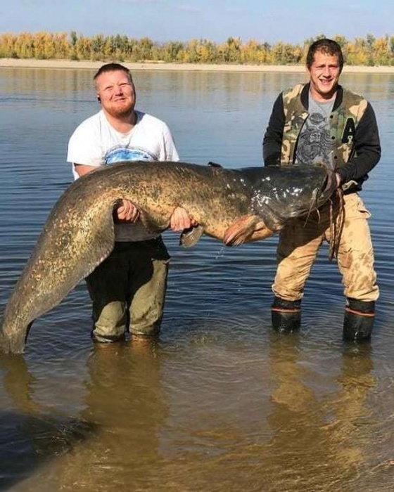 В Астраханской области поймали гигантского сома