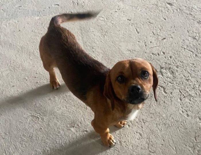 Первый пес из нового приюта на Бабаевского обрел семью