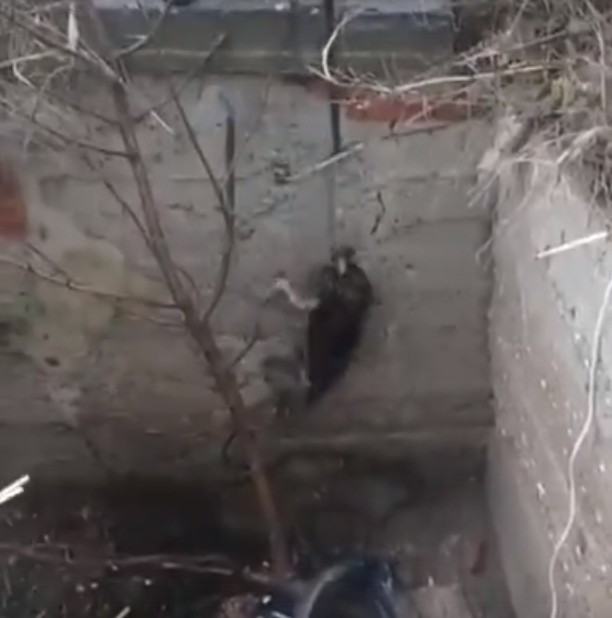 В Астрахани пес застрял в коллекторе. На помощь пришли полицейский и волонтеры (ВИДЕО)