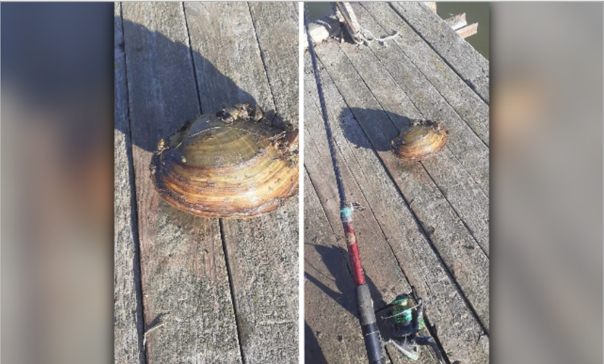 Астраханец поймал мидию размером с тарелку