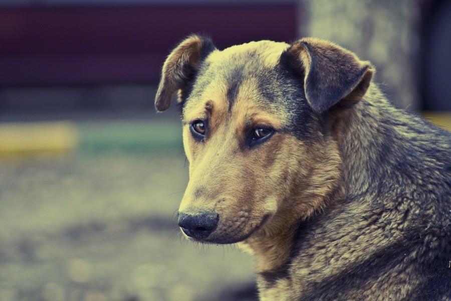 Астраханец, зарезавший собаку на глазах у детей, пошел под суд