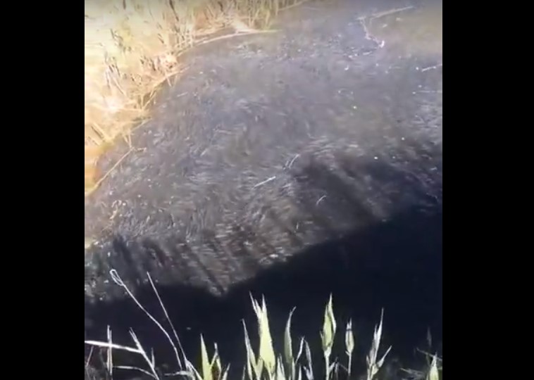 В Астрахани засняли тучу рыбы, застрявшую в тупике: видео