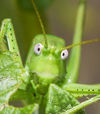 Саранча добралась до Камызякского района