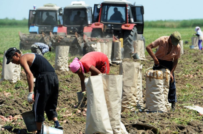 В этом сезоне на уборке урожая в Астраханской области трудятся до 6 тысяч мигрантов