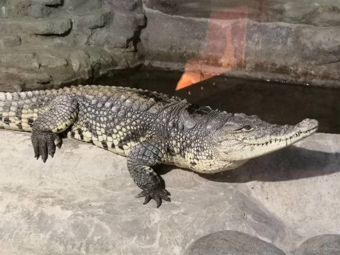 Крокодил Гена из зоопарка «Баба Фрося» передает привет астраханцам
