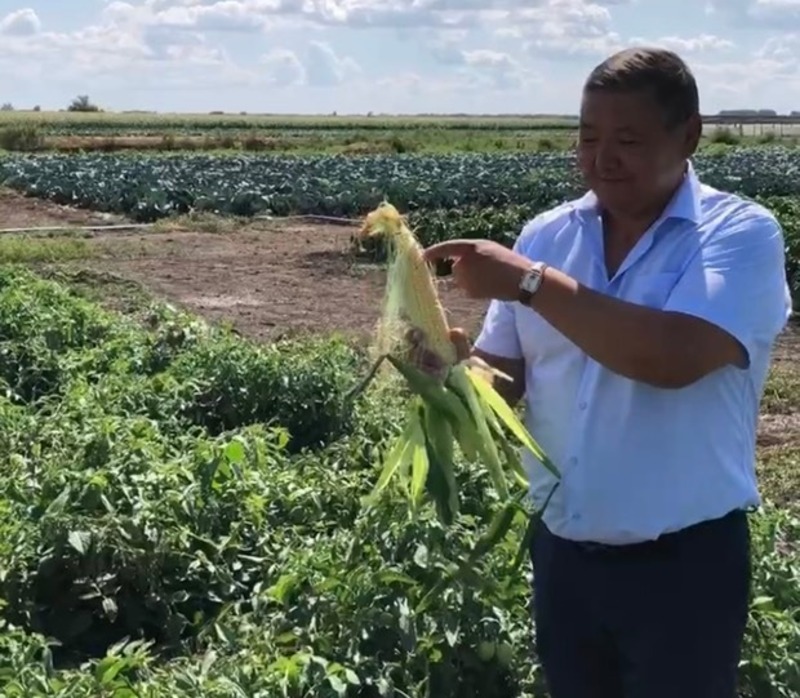 В Астраханской области выращивают мини-арбузы "Началово"