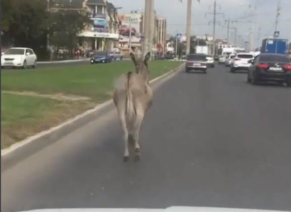 По Астрахани снова гулял одинокий ослик