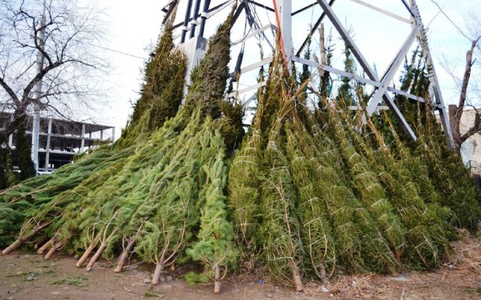 За ёлками налетай! В Астрахани открылись елочные базары