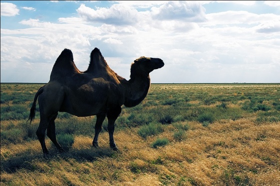 Байбекский престол