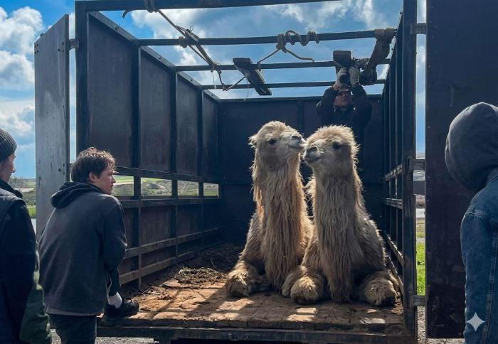 Редкие верблюдицы из Астраханской области покоряют ростовский парк 