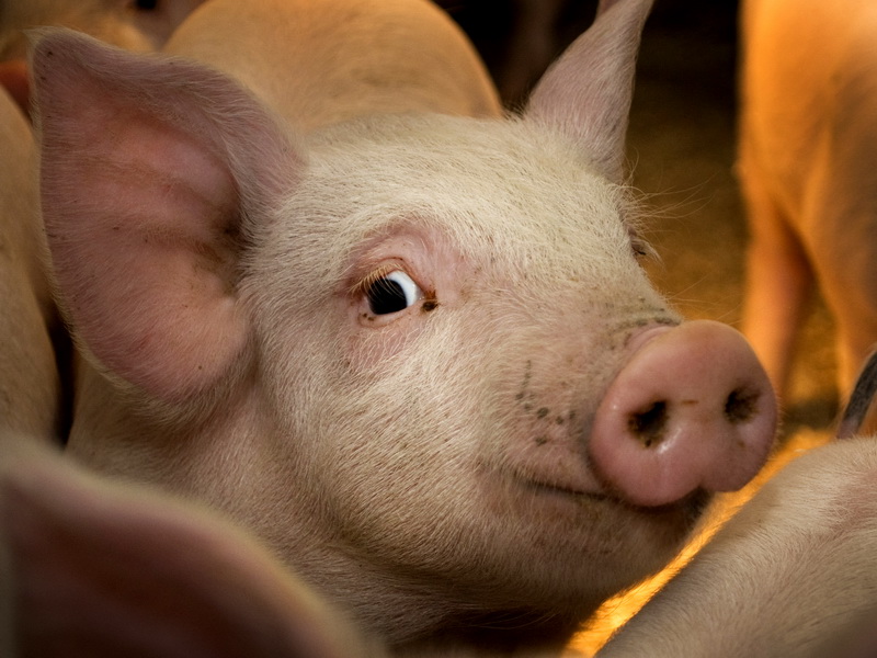 Мошенники подложили свинью двум астраханкам, продававшим поросят
