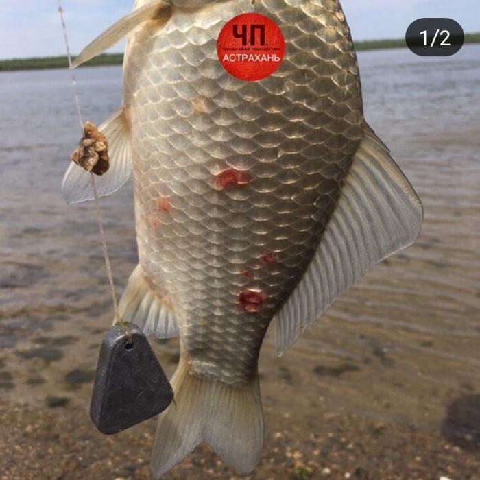 Еще одна страшная рыба напугала астраханского рыбака