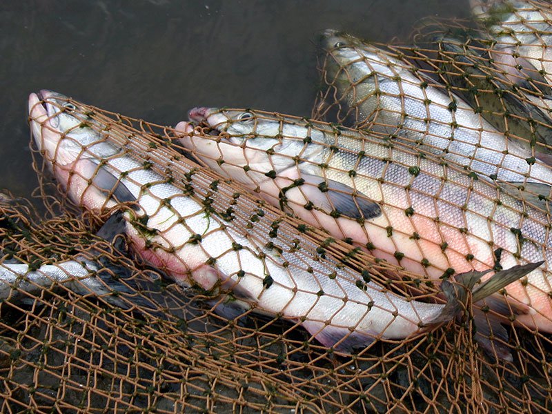 У астраханцев находят десятки килограммов браконьерской рыбы