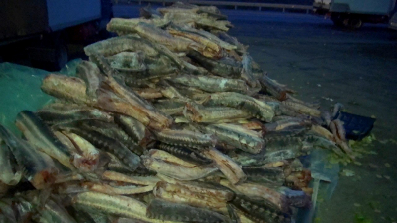 Это болгарский перец. В Астраханской области задержан мужчина с двумя тоннами осетровых (ВИДЕО)