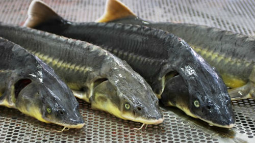 Астраханские пограничники задержали трех браконьеров и пять осетров