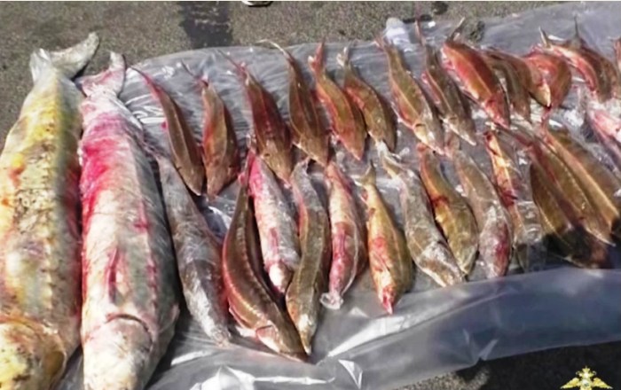 В Астраханской области транспортная полиция остановила на федеральной трассе легковушку с 36 экземплярами осетровых