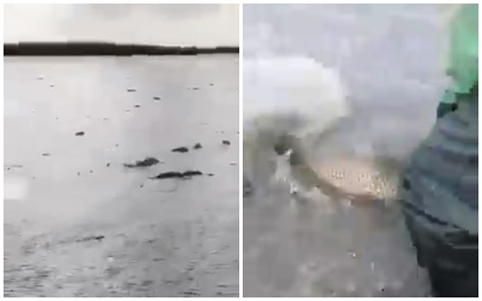 Сазаны ходят пешком на каспийском взморье